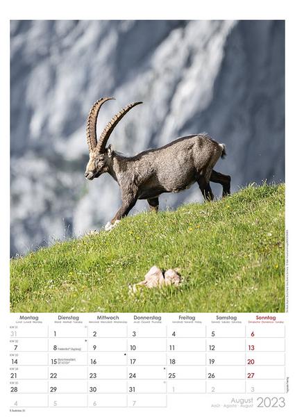 Kalender Natur Tiere