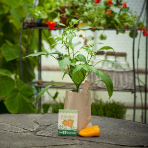 Gemüse selbst anbauen - Stadtgärtner Minigarten Paprika